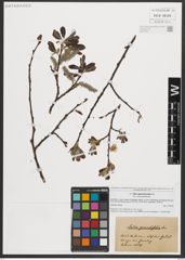 Foto von Salix appendiculata Vill.